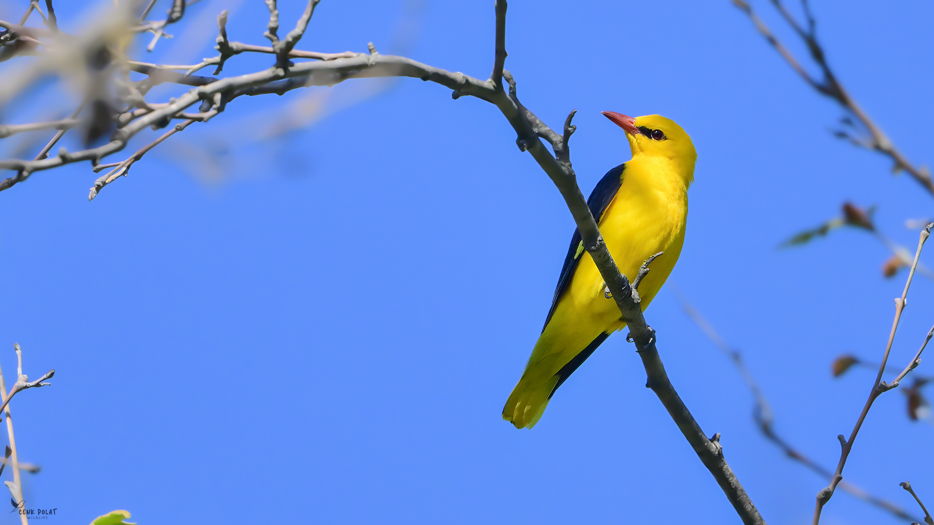 Eurasian Golden Oriole